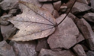 leaf on the rocks