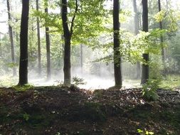 Forest Trees Sun