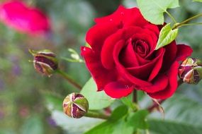 Beautiful rose flowers blossom in Poland