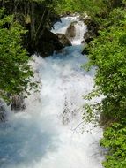 turbulent water flow among green thickets