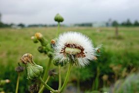 dandelion on a green field