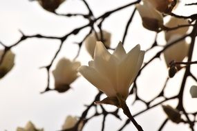 Beautiful white magnolia flowers blossom in the spring