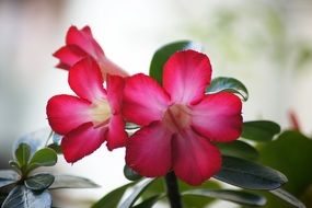 Close-up of three pink adenium Flowers