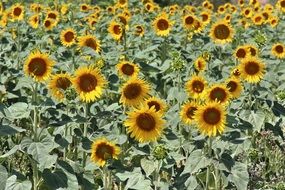 Sunflower Color Yellow Farming