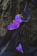 Tradescantia Pallida in nature