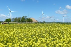 landscape of Oilseed rapes in spring