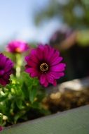 purple burgundy daisies on the balcony