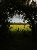 pasture behind the trees