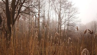 amazing brown forest