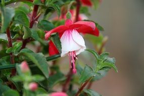 Beautiful colorful bell flowers blossom in the garden