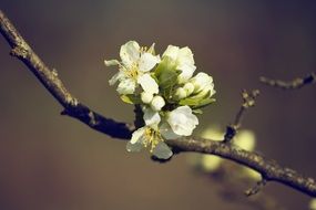 white flowers on a branch close-up