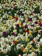 sea of spring flowers