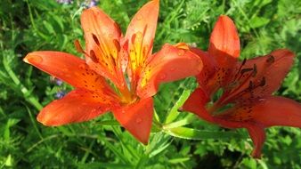 orange lily Flowers in garden close