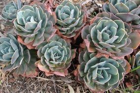 many fleshy plants on dry grass close-up