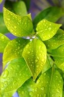 bright green foliage of lemon in drops of water close-up