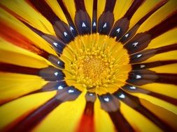 yellow brown decorative flower