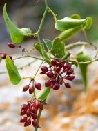 sassaparilla berries on a branch