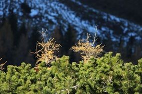 landscape of Larch trees and Mountain with Autumn Snow