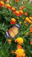 colorful butterfly on orange flowers nature