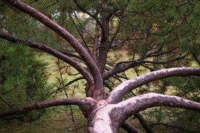 Unique Tree trunk