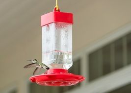 Picture of Hummingbird Flying to Feeder