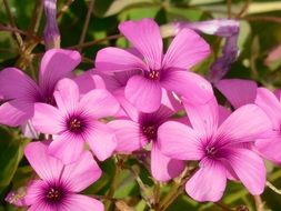 Beautiful oxalis flowers blossom