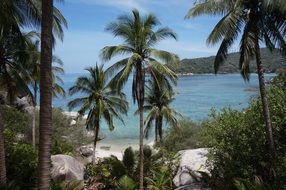 Tropical palms in Thailand