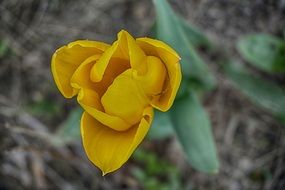 yellow tulip on a stalk close up