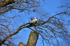 stork on a tree against a blue sky