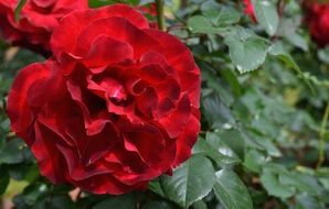 red fluffy roses on a bush close-up