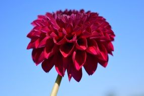 fluffy burgundy dahlia close-up on a blurred background