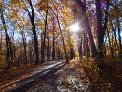 bright sunny glare in the autumn forest