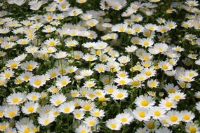 stunningly beautiful Wildflower