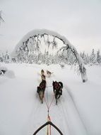 dog team in the snowy picturesque landscape of Finland