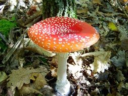 fly-agaric toxic
