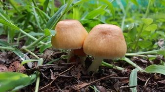 amazing small Mushrooms