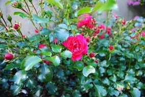 magnificent Rose Buds