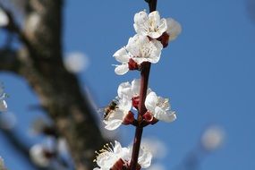 white Flower Of Logany Bloom on branch