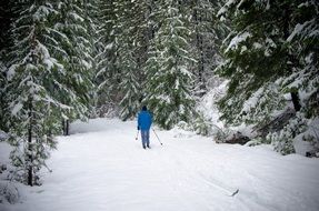 landscape of skiing cross country in forest at winter