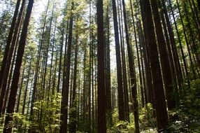 bright sun among tall trees of the forest