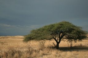 Acacia Tree in savannah, tanzania