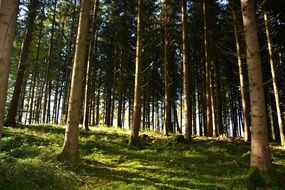 pine forest in the rays of sunlight