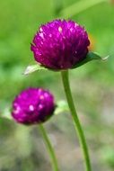 purple Amaranth Gomphrena flowers