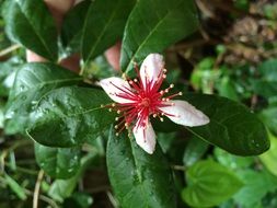 guava bloom