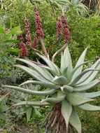 Aloe Vera blossoms in South Africa