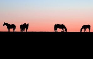 Silhouettes of the animals on sunset