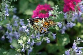 colorful butterfly on flower spring nature