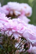 bush with pale pink fluffy roses close-up