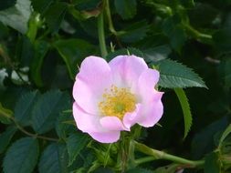 green bush with a pale pink rose close-up