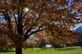 tree with yellow leaves in a green meadow